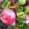 Teaberry - Abriachan Nurseries